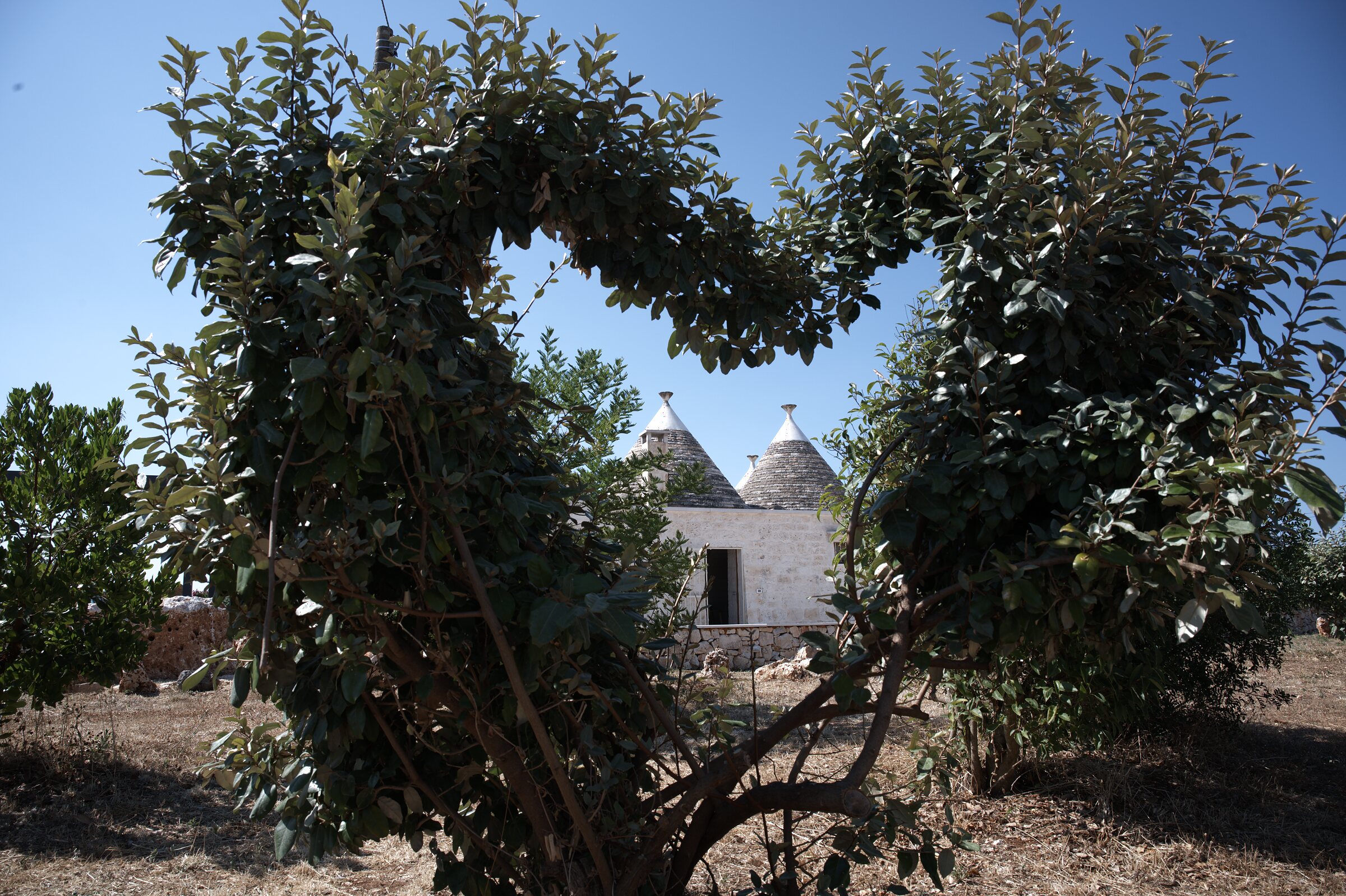 Trullo Libero — i coni in pietra tra gli alberi nella Valle d'Itria